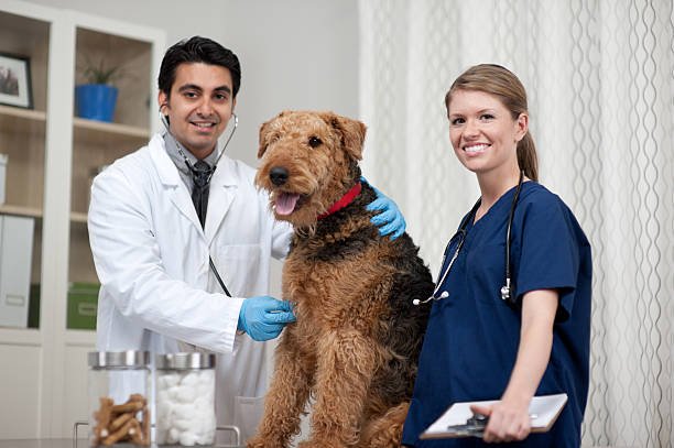 Omeprazole for Dogs
