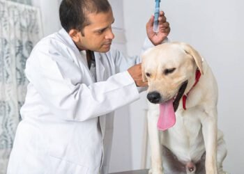 Phenoxybenzamine for Dogs