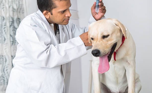 Phenoxybenzamine for Dogs