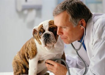 Omeprazole for Dogs