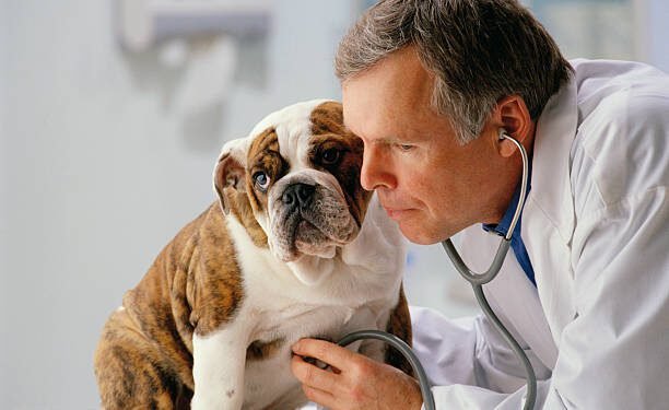 Leflunomide For dogs