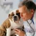 Leflunomide For dogs