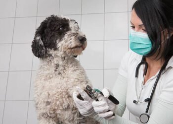Azathioprine for Dogs