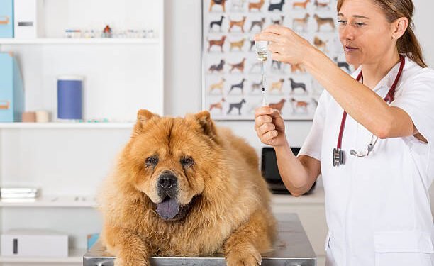 Amitriptyline Hydrochloride for dogs