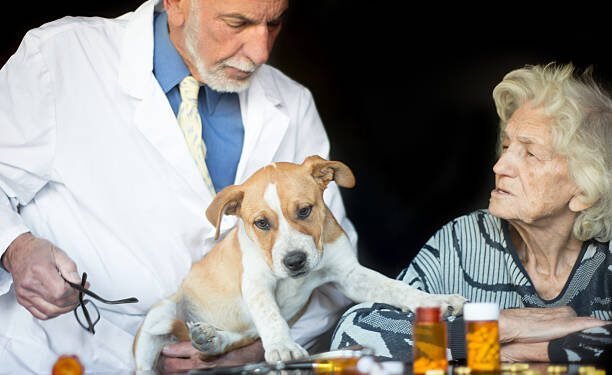 Side Effects of Pet Medications for Dogs