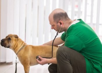 Pancreatic Enzymes for Dogs