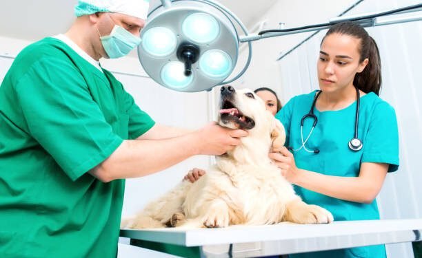 Chlorambucil for Dogs