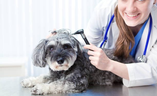 Optimmune® for Dogs