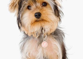 Yorkshire Terrier Dog Breed: A Comprehensive Guide
