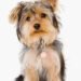 Yorkshire Terrier Dog Breed: A Comprehensive Guide