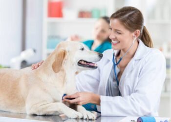 Budesonide for Dogs