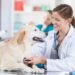 Budesonide for Dogs