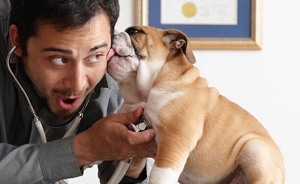 Pet Medications for Dogs
