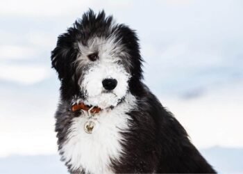 Sheepadoodle Dog