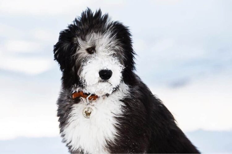 Sheepadoodle Dog