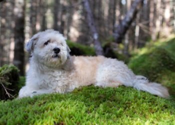 whoodle dog breed