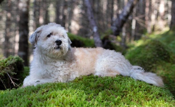whoodle dog breed