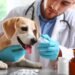 Ammonium Chloride for Dogs: Benefits, Dosage, Side Effects, and More