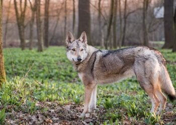 Czechoslovakian Vlcak