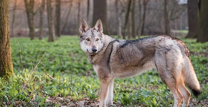 Czechoslovakian Vlcak