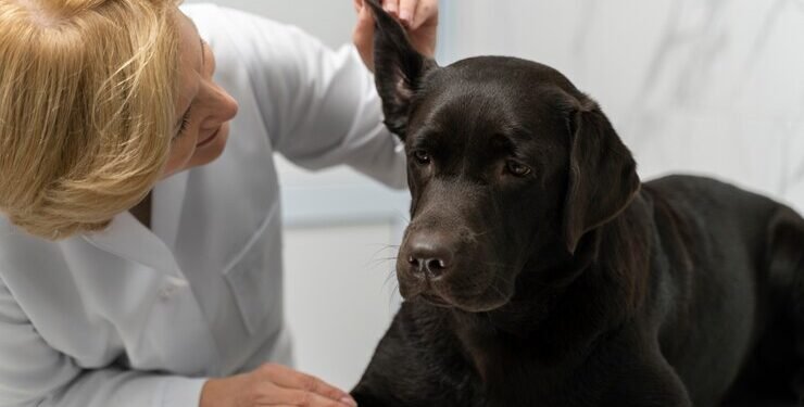 Precautions for Pregnant or Lactating Dogs