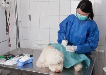 Naproxen Poisoning for Dogs: Understanding the Risks