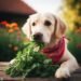 Can Dogs Eat Arugula