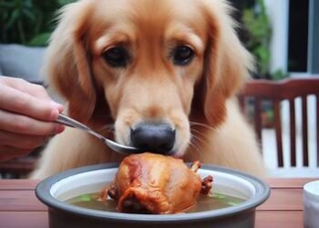 Can Dogs Eat Chicken Broth