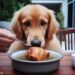 Can Dogs Eat Chicken Broth