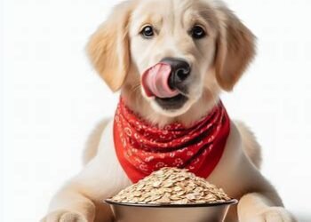 Can dogs eat oats