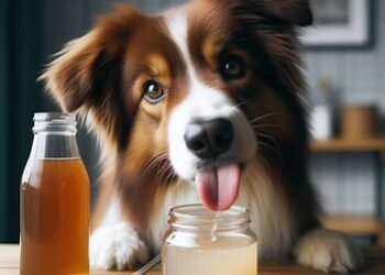 Can Dogs Eat Vinegar