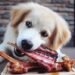 Can Dogs Eat Pork Rib Bones