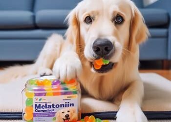 Can dogs eat Melatonin Gummies