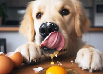 Can dogs eat egg yolk