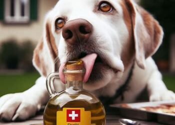 Can Dogs Eat Olive Oil