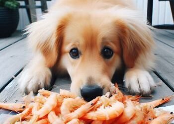 Can Dogs Eat Shrimp Tails