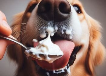 Can Dogs Eat Cream Cheese?