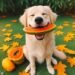 Can Dogs Eat Papaya