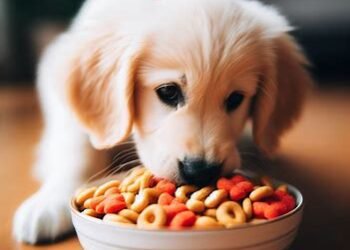 Can Dogs Eat Cuties