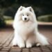 Samoyed Dog Breed: A Fluffy Delight