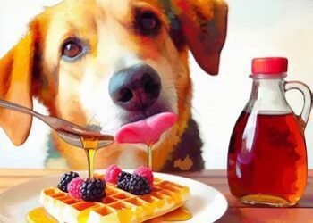Can Dogs Eat Maple Syrup