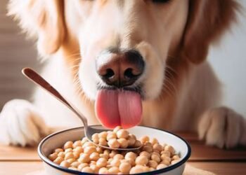 Can Dogs Eat Garbanzo Beans