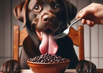 Can Dogs Eat Black Beans