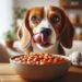 Can Dogs Eat Baked Beans