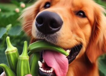 Can Dogs Eat Okra