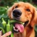 Can Dogs Eat Okra