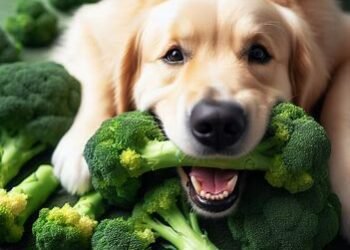 Can Dogs Eat Broccoli Stems