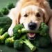 Can Dogs Eat Broccoli Stems