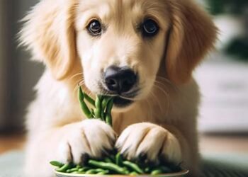 Can Dogs Eat String Beans