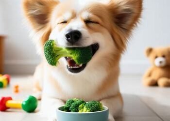 Can Dogs Eat Broccoli